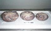 OctopuVulgaris